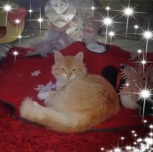 Meet your Posher, Sofy